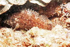 Guam Scorpionfish photo 4