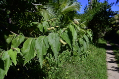 Helicteres jamaicensis