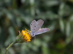 Hemiargus hanno