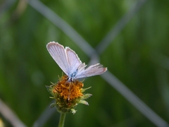 Hemiargus hanno
