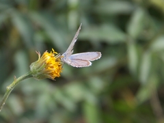 Hemiargus hanno