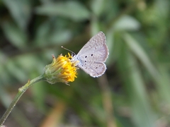 Hemiargus hanno