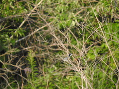 Polioptila caerulea caerulea