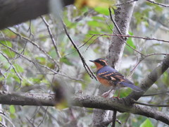 Ixoreus naevius naevius