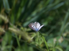 Leptotes cassius