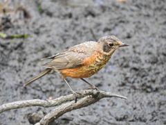 Turdus migratorius migratorius