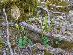 Pterostylis scabrida