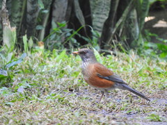 Turdus rufopalliatus rufopalliatus