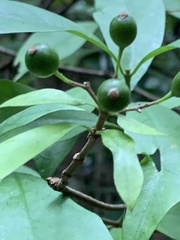 Tarenna gracilipes