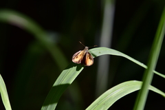 Choranthus vitellius