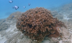 Montipora capitata