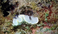 Ardeadoris scottjohnsoni