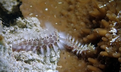 Pherecardia striata