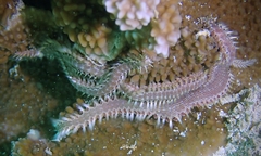 Pherecardia striata