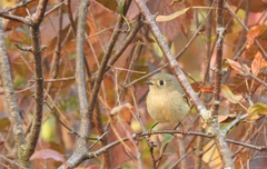 Corthylio calendula calendula