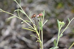 Sphaeromorphaea major