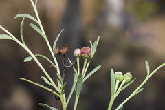 Sphaeromorphaea major