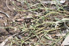 Sphaeromorphaea major