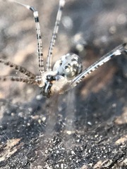 Modisimus texanus