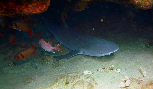 Whitetip reef shark
