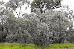 Acacia pendula