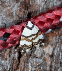Thallarcha albicollis