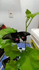 Heraclides anchisiades