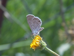 Hemiargus hanno