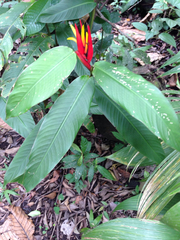 Heliconia mathiasiae