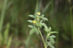 Stylosanthes viscosa