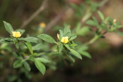 Stylosanthes viscosa