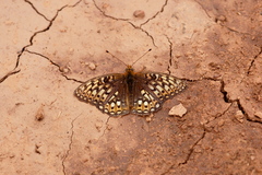 Speyeria callippe comstocki