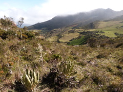 Espeletia conglomerata