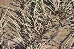 Tecticornia indica