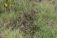 Tecticornia indica