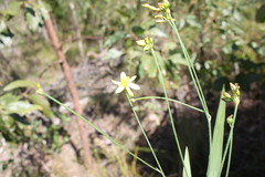 Tricoryne muricata