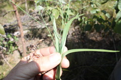 Tricoryne muricata