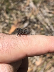 Atrapsalta encaustica