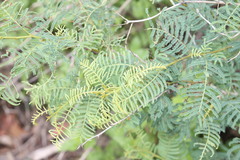 Vachellia bidwillii