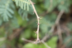 Vachellia bidwillii