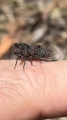 Atrapsalta encaustica