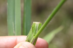 Urochloa eminii