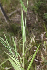 Urochloa eminii