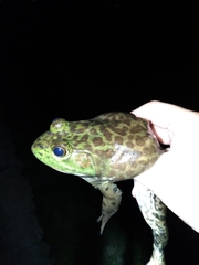 Lithobates catesbeianus