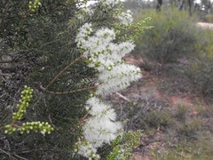 Melaleuca trichostachya