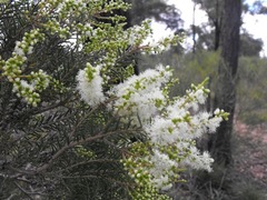 Melaleuca trichostachya