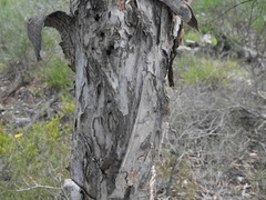 Melaleuca trichostachya