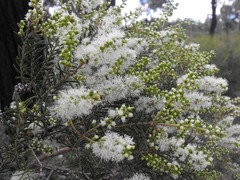 Melaleuca trichostachya