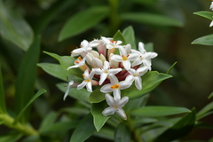 Pimelea gnidia