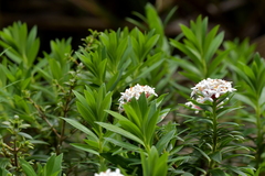 Pimelea gnidia